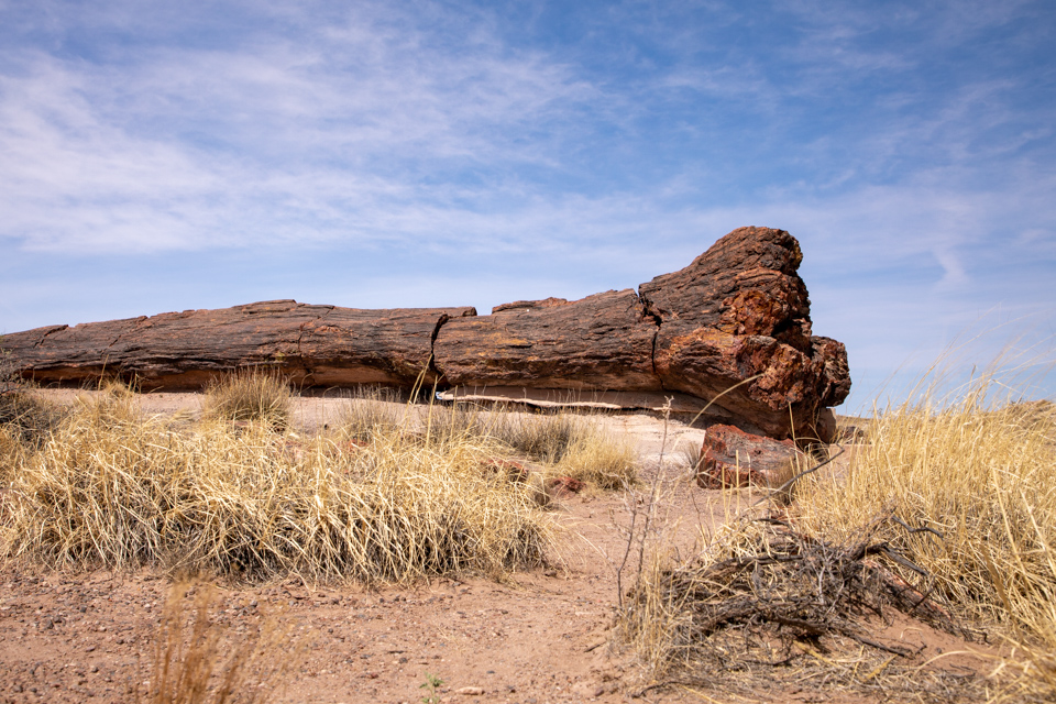 Petrified Log in Winslow, Arizona