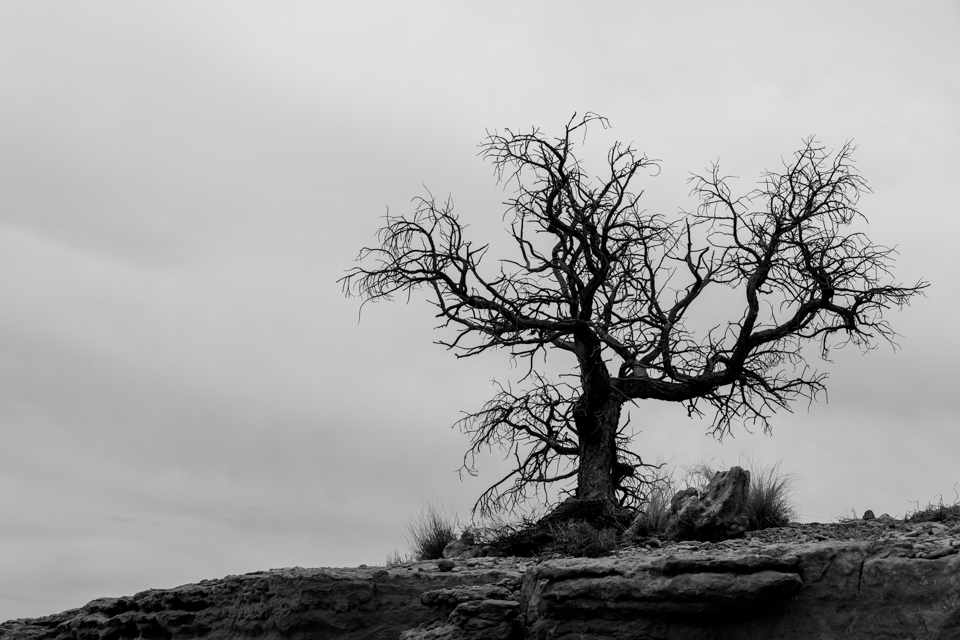 Tree in Kayenta, Arizona