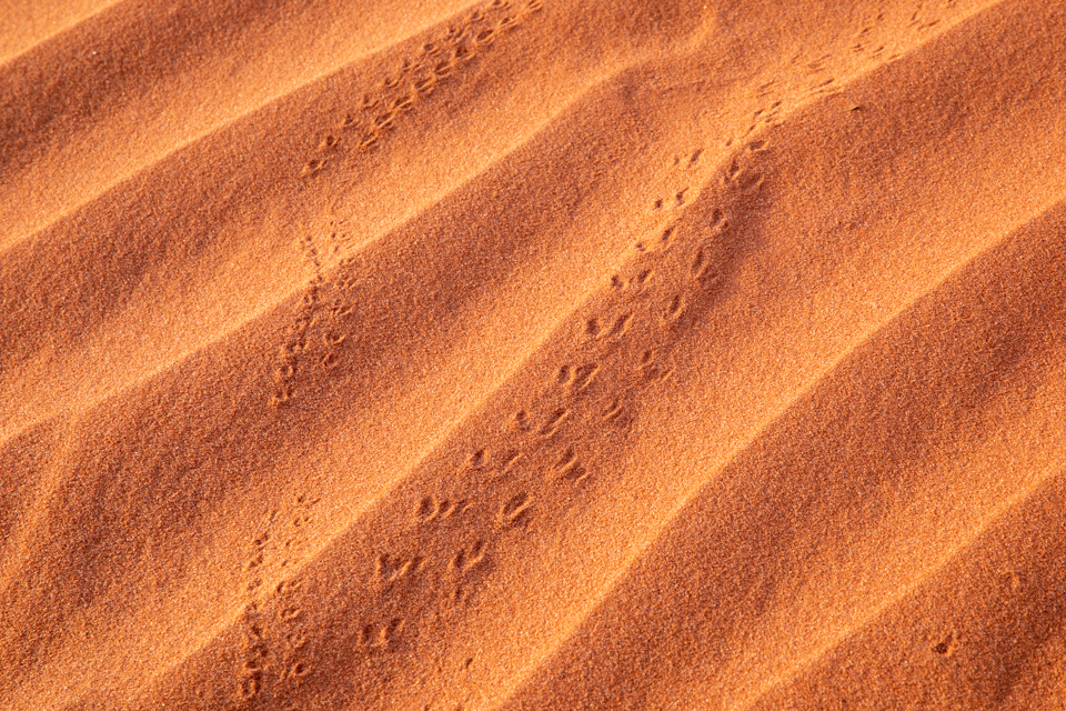 Desert Tracks in Goulding, Utah
