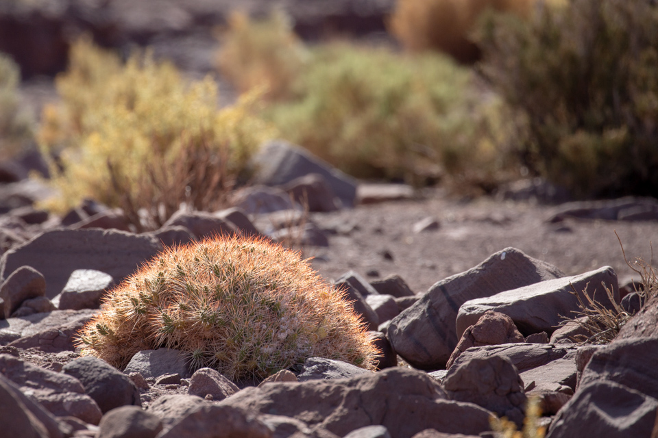 Ball of Cactus in San Pedro, Chile