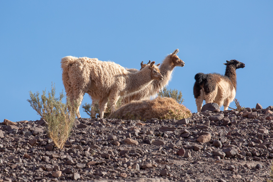 Llamas in San Pedro, Chile