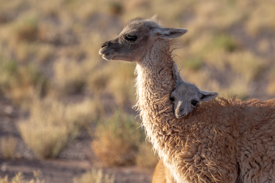 Little Guanaco  in San Pedro, Chile