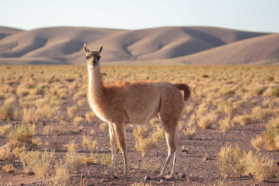 Guanaco in San Pedro, Chile