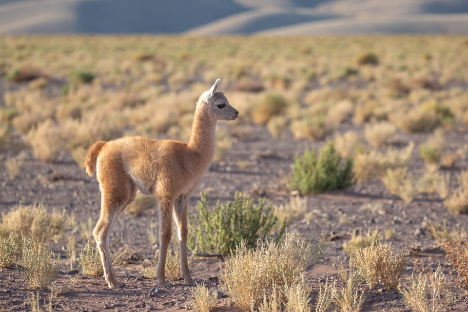 Baby Guanaco in San Pedro, Chile
