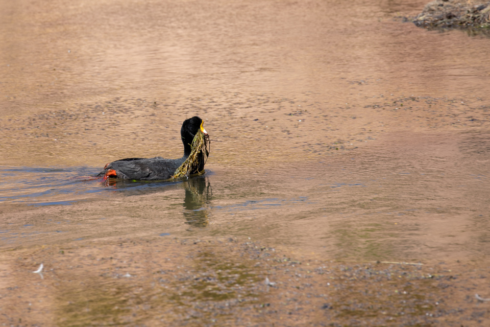 Coot Nest Building in San Pedro, Chile