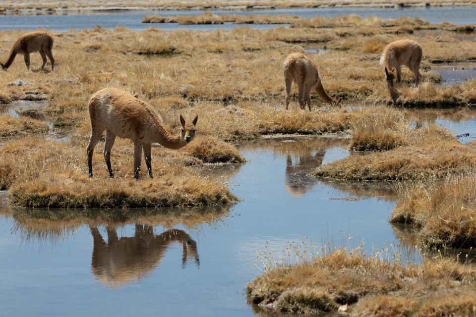 Vicunyas Grazing in San Pedro, Chile