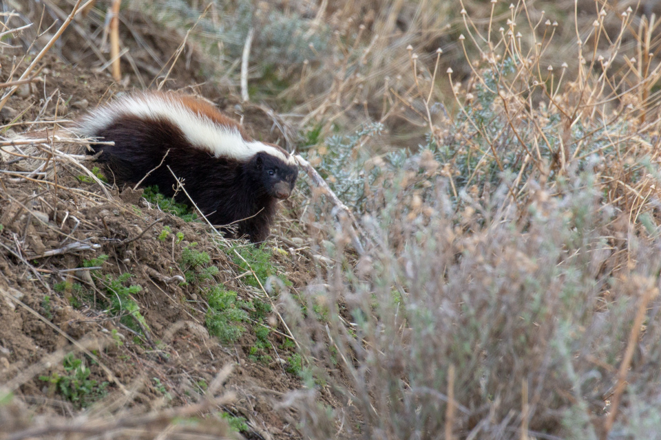 Pretty Skunk in Patagonia, Chile