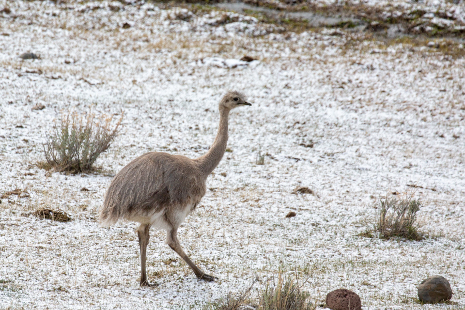 Rhea in Patagonia, Chile