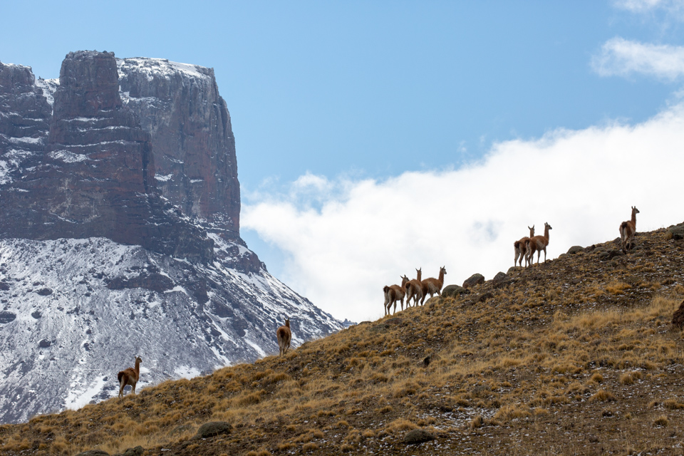 Guanaco On the Hill in Patagonia, Chile