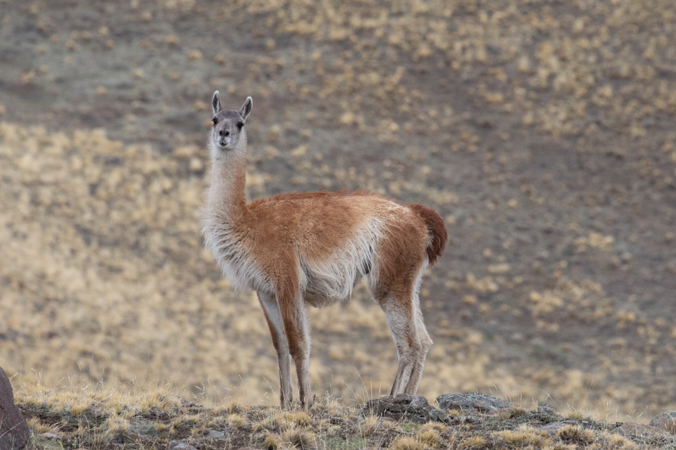 Curious Guanaco in Patagonia, Chile