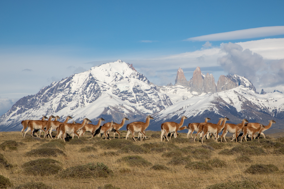 Mountain Guanacos in Patagonia, Chile