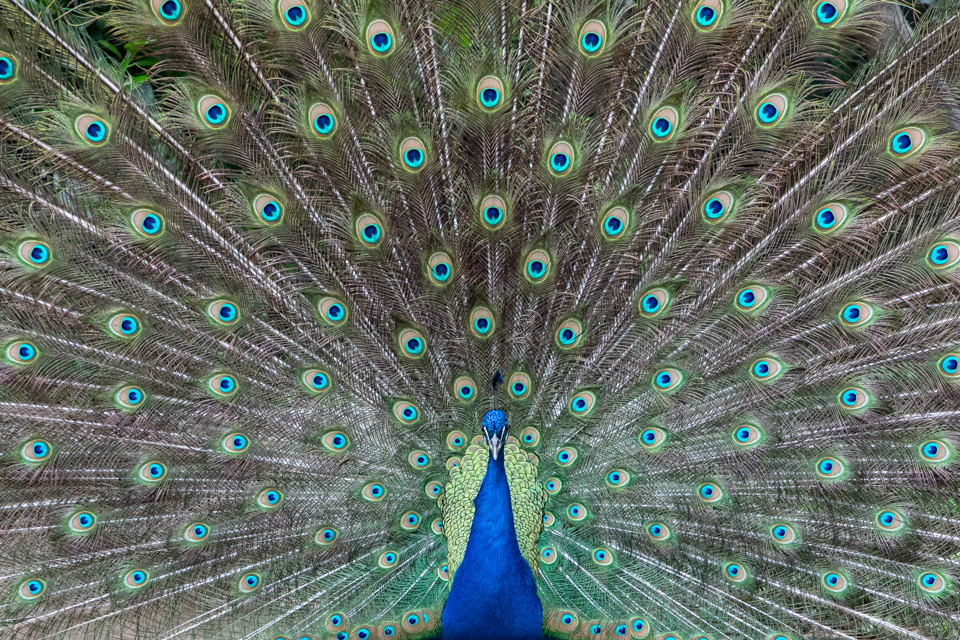 Classic Peacock in Santiago, Chile