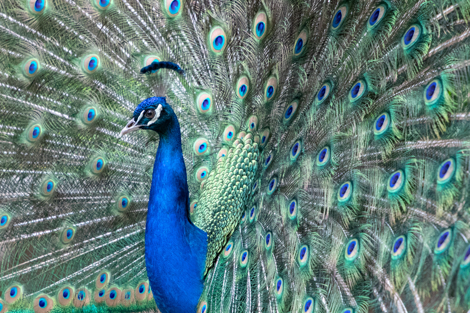 Royal Blue in Patagonia, Chile