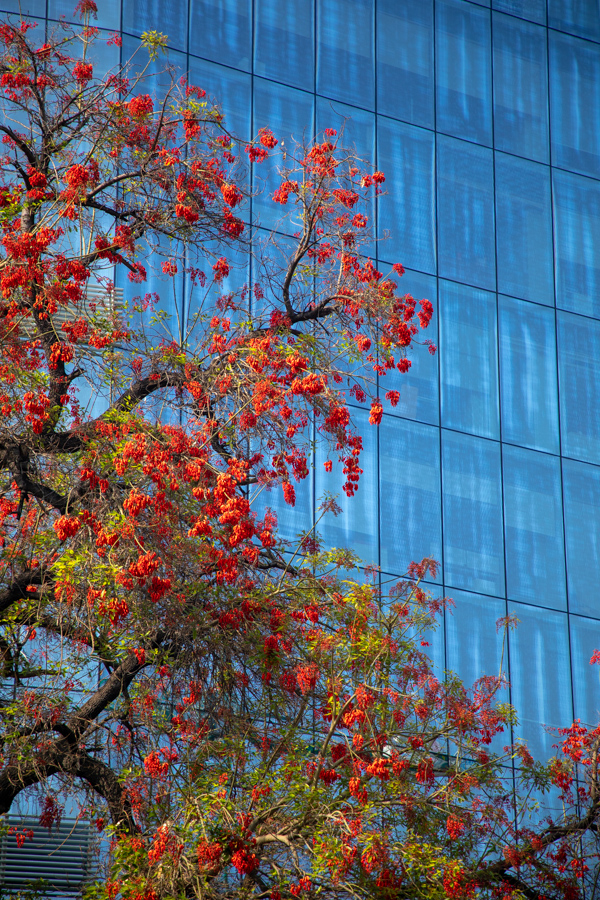 Red and Blue in Santiago, Chile