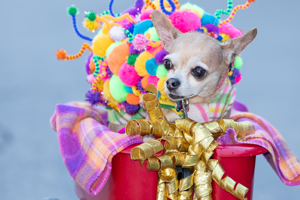 Party Pup in Austin, Texas