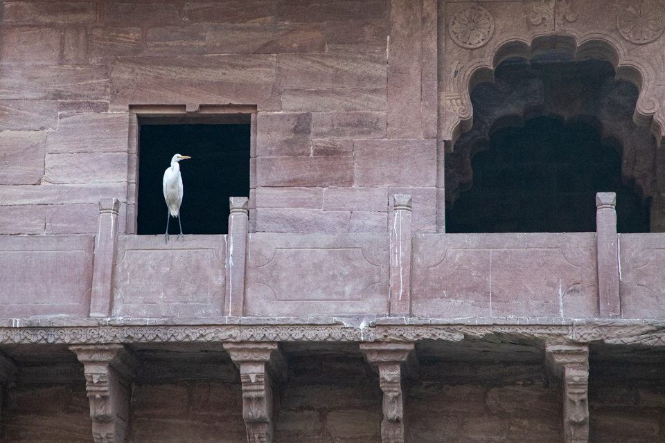 Fishing in Jodhpur, India