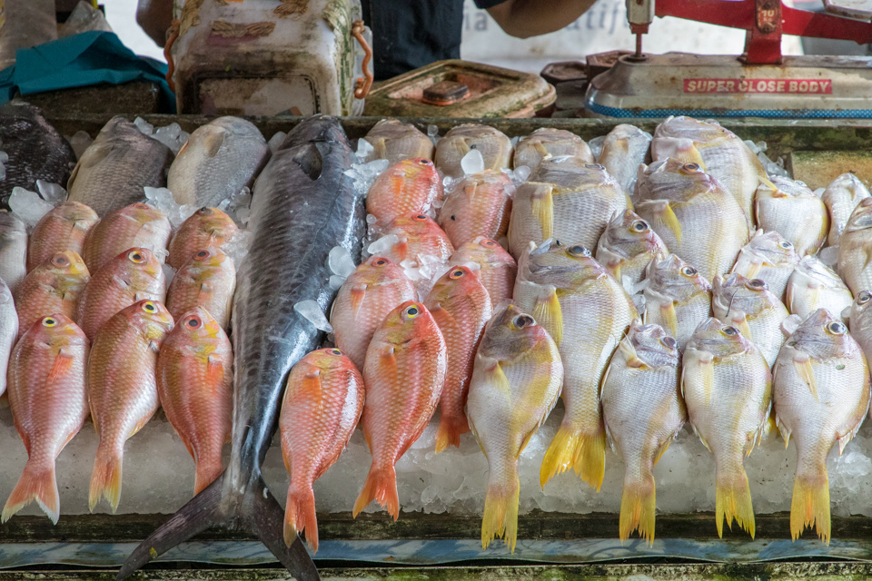 Fish Market in Cochin, India