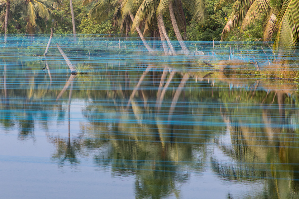 Bird Lines in Cochin, India
