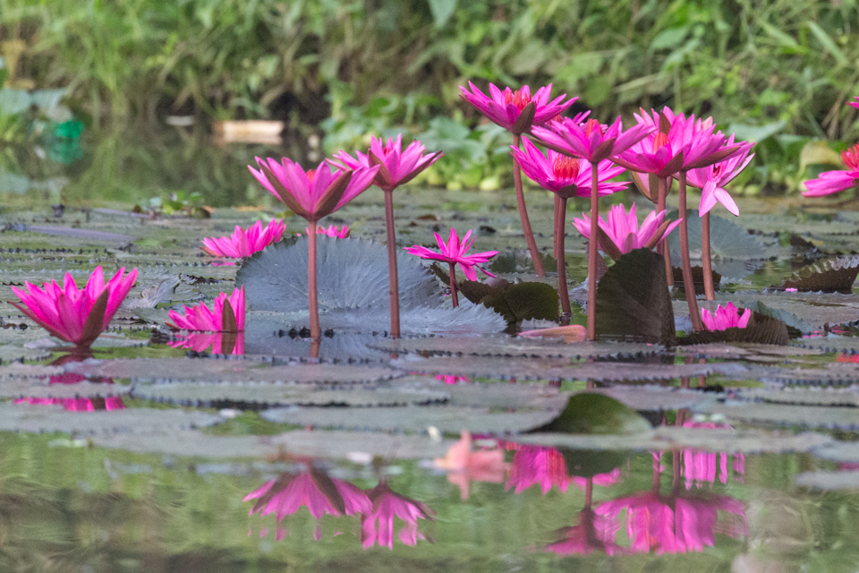 Backwater Color in Alleppey, India