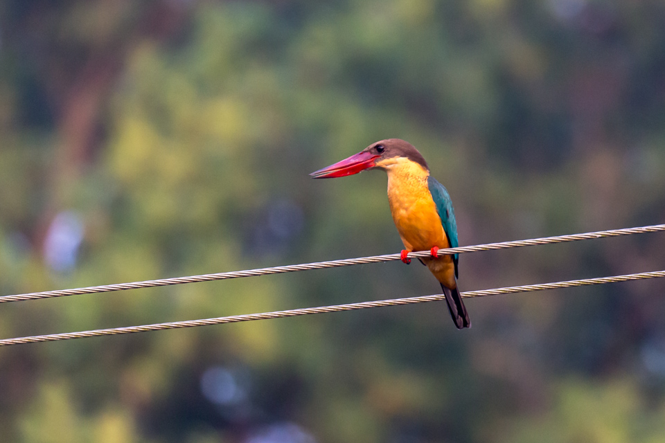 Yellow Hunter in Alleppey, India