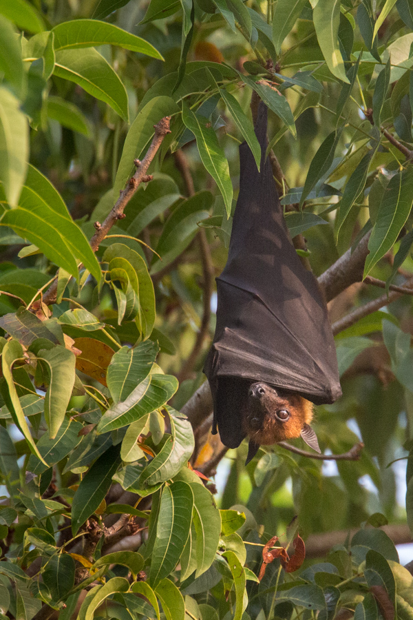 Big - Real Big Bats in Alleppey, India