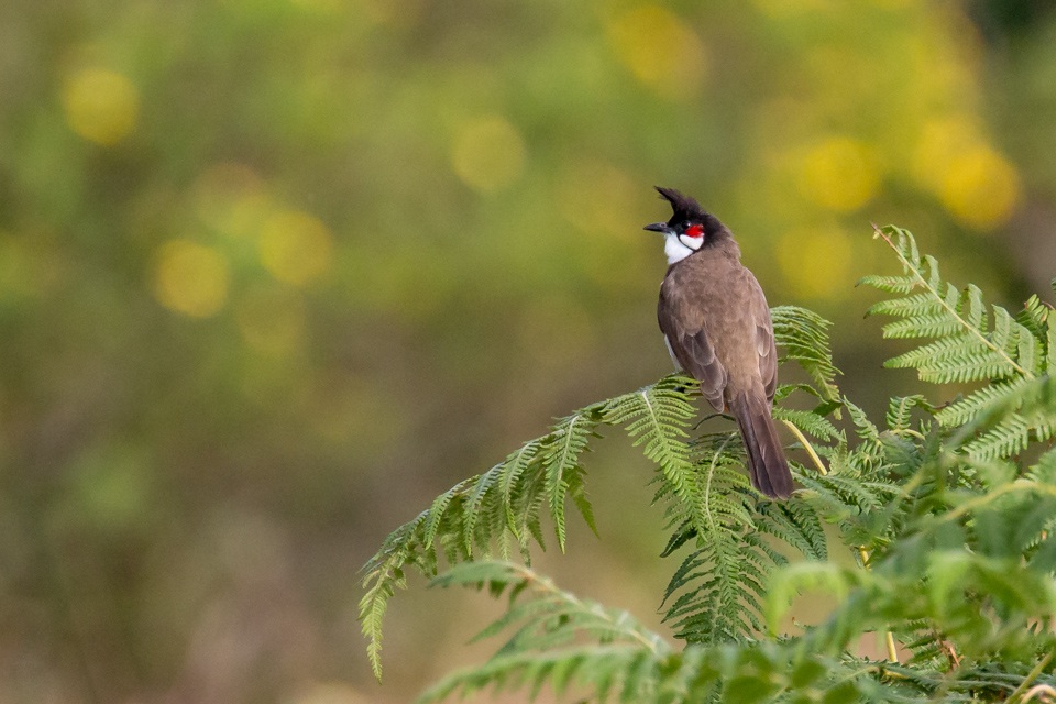 Bulbul in Munnar, India