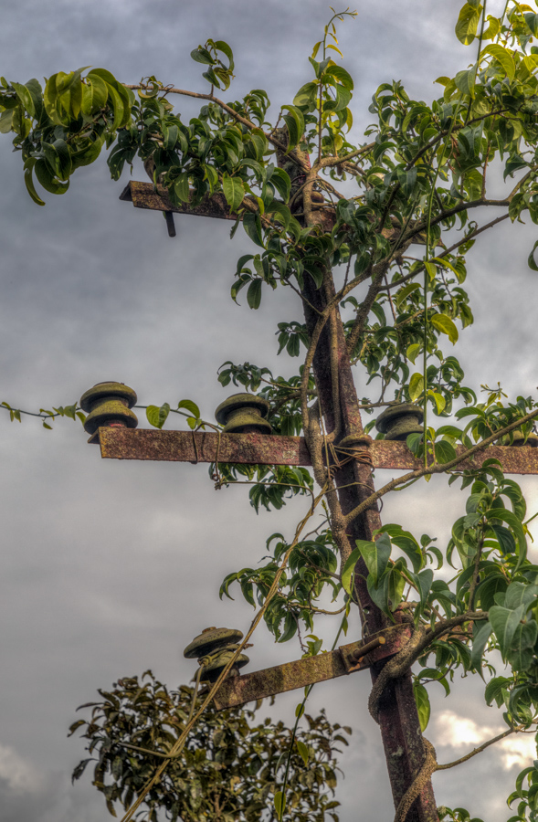Old Pole in Munnar, India