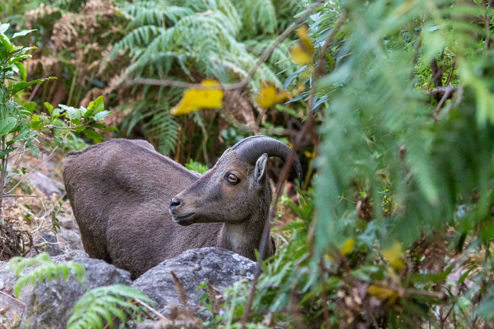 Nilgiri Ibex in Munnar, India