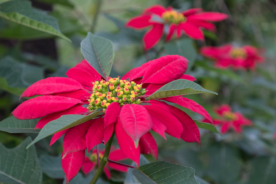 Poinsettias in Munnar, India