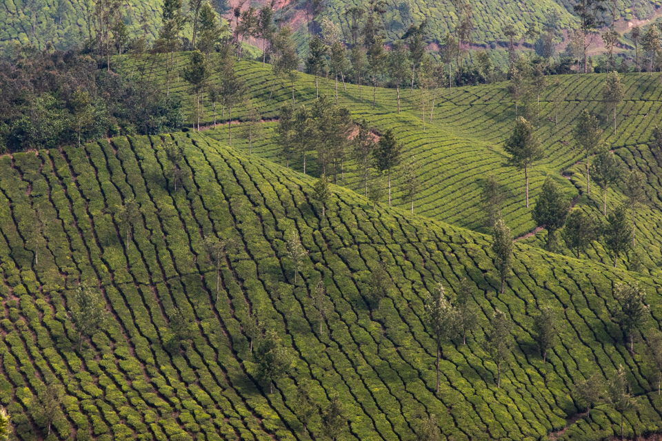 Tea Hills in Munnar, India