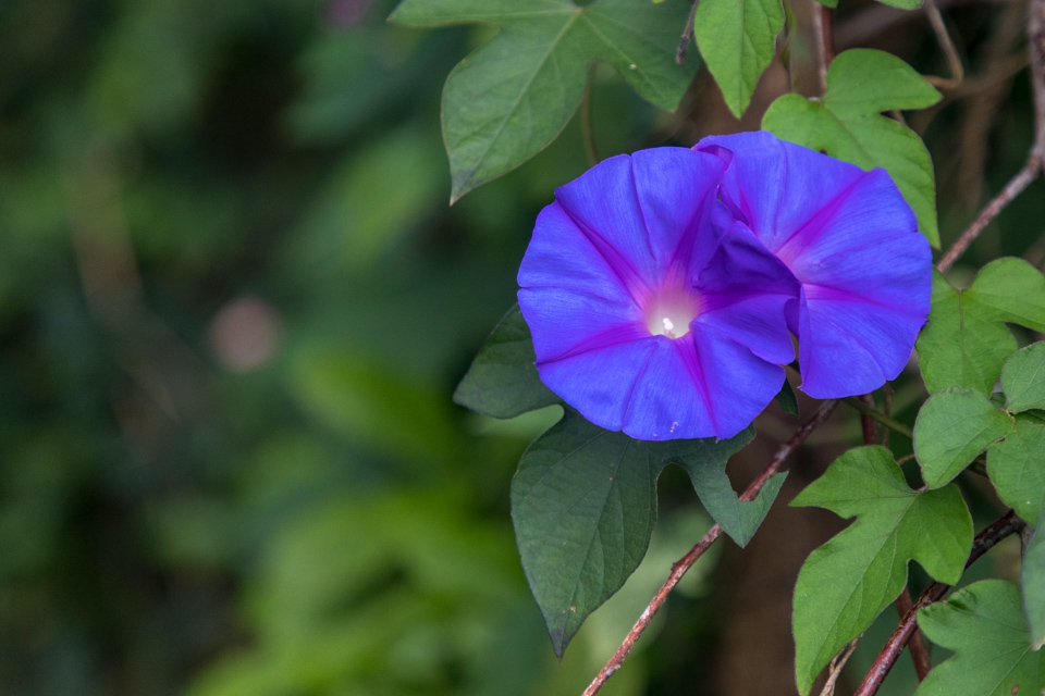 Morning Glory in Munnar, India