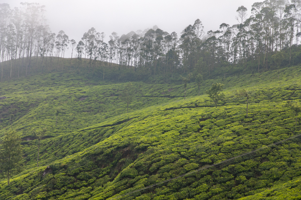Tea in Fog in Munnar, India