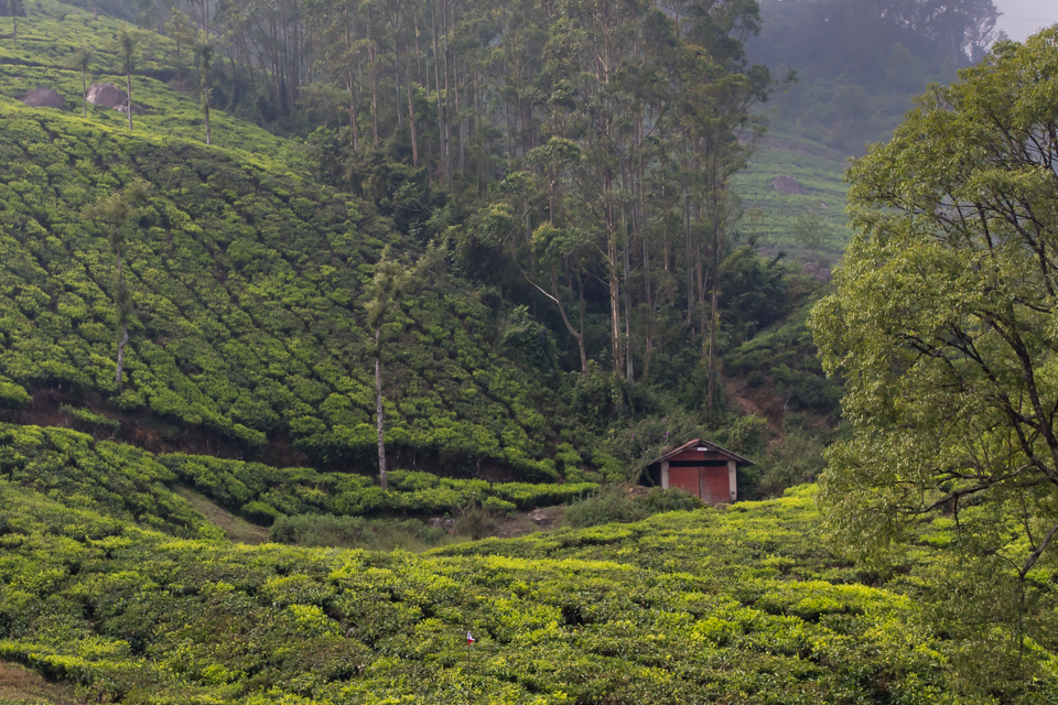 Tea House in Munnar, India