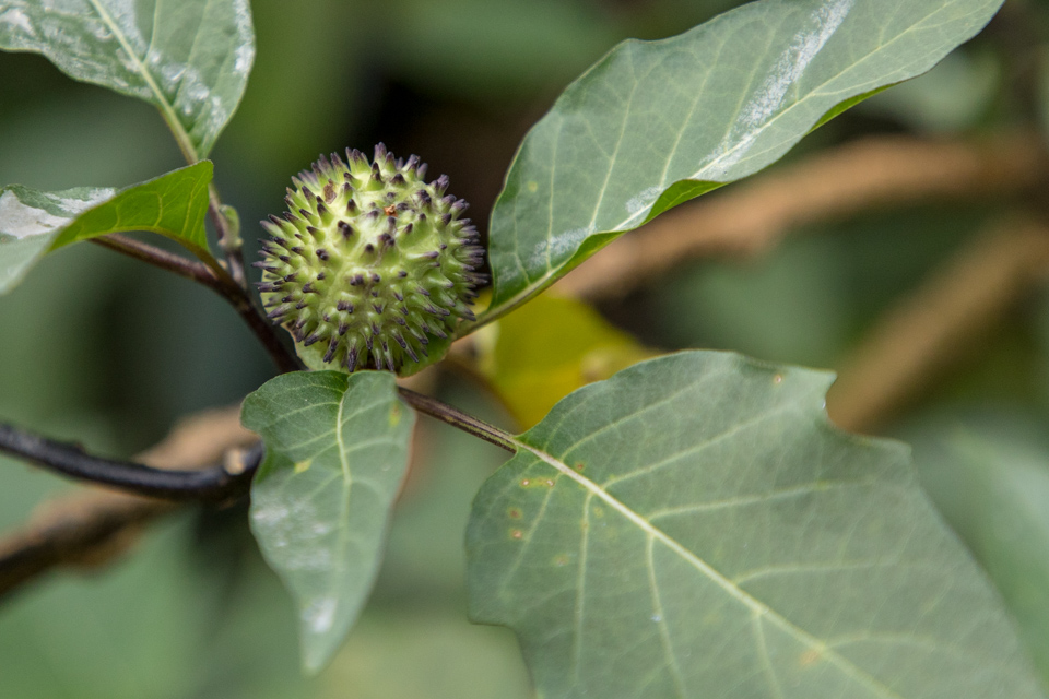 Spiky Little Ball in Munnar, India