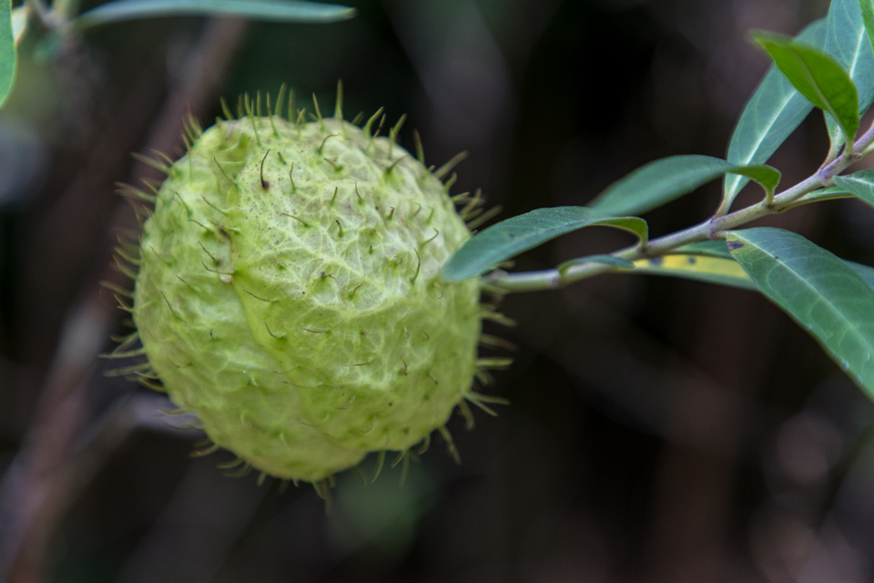 Puff Ball in Munnar, India