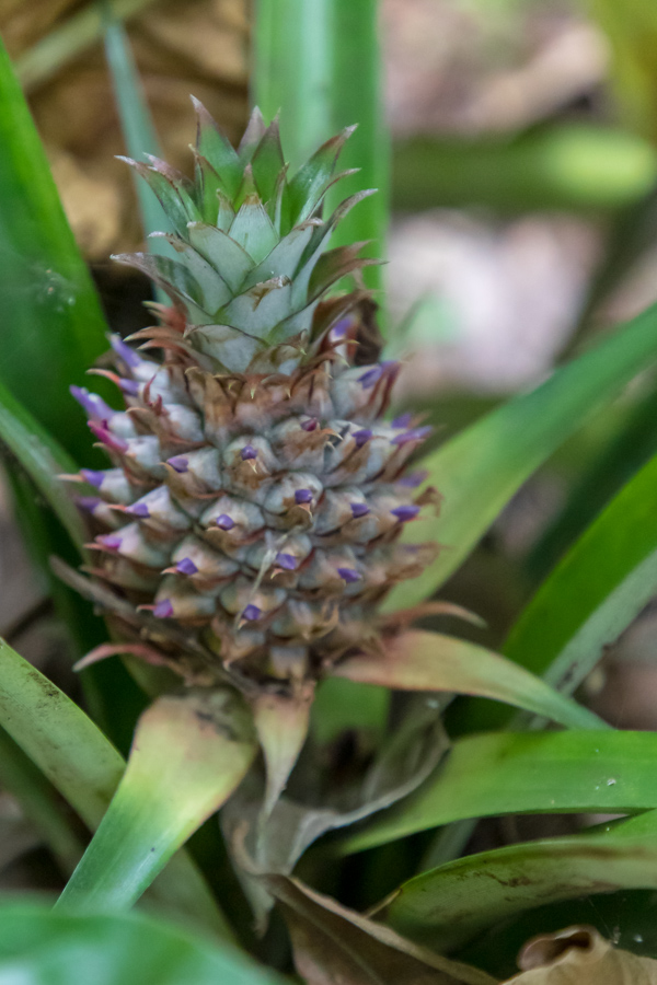 Wee Pineapple in Munnar, India