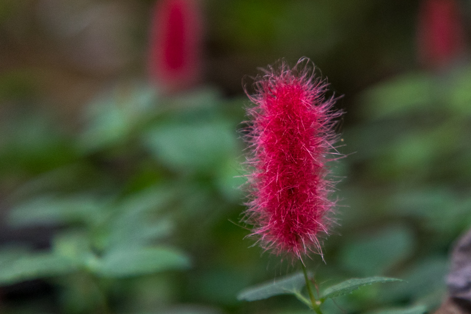 Fuzzy Red in Munnar, India