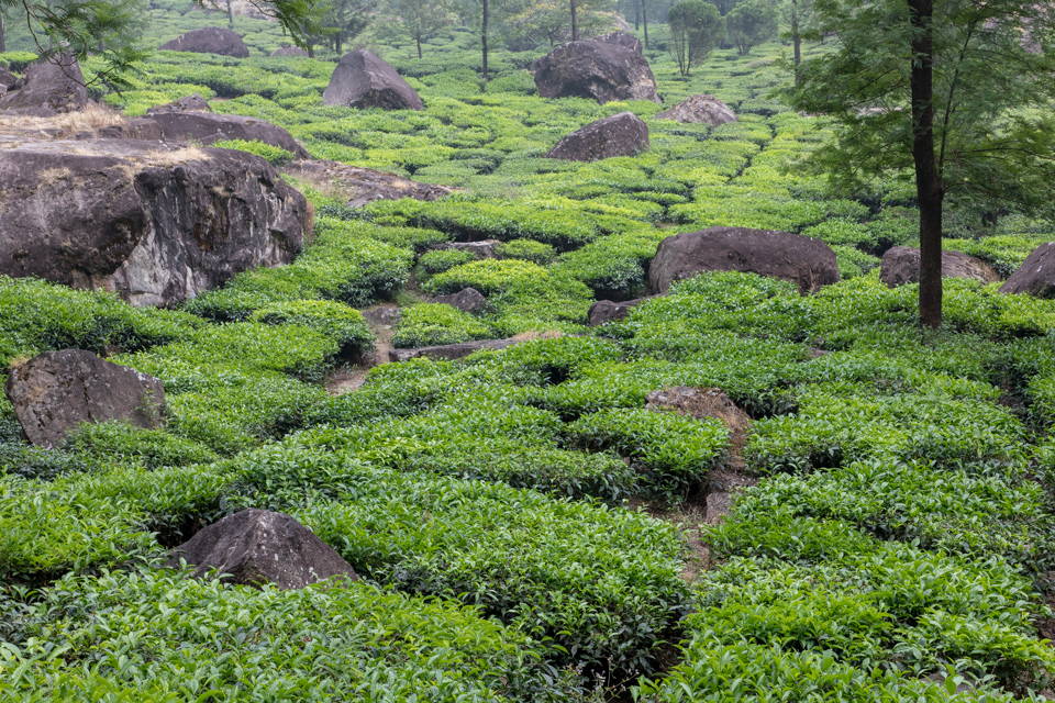 Tea in Rocks in Munnar, India