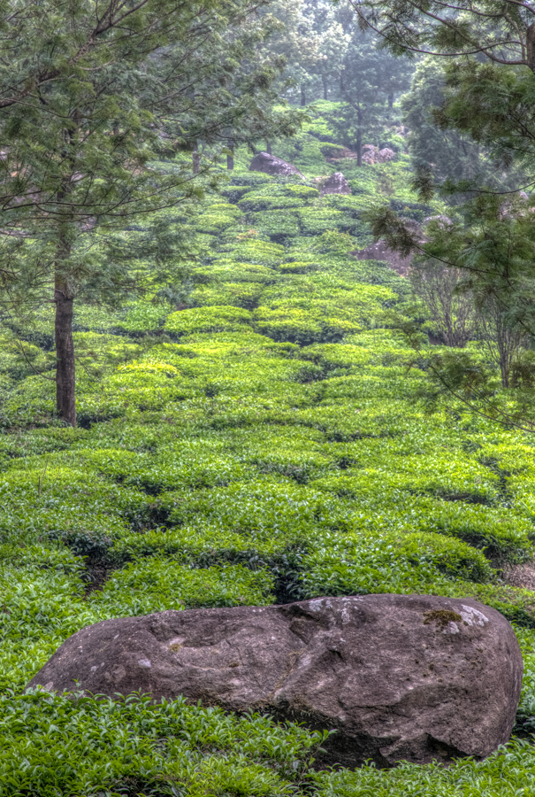 Tea Reaching Out in Munnar, India
