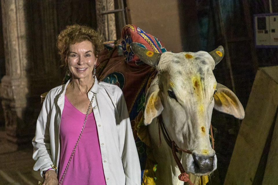 Sacred Cow in Madurai, India