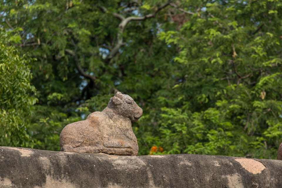 Bulls and Shiva in Tanjore, India