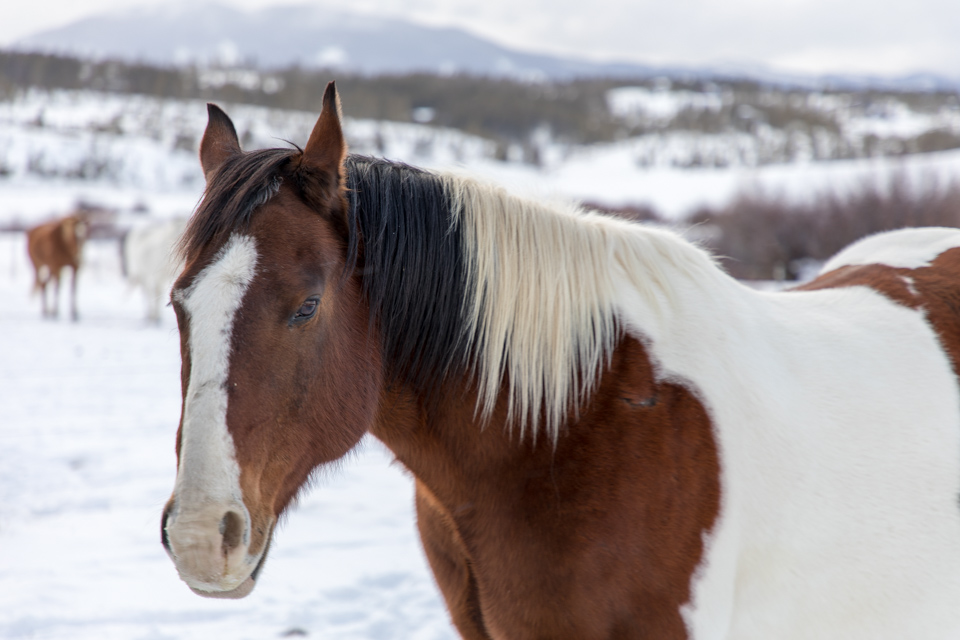 Horse and Snow in Devils Thumb, Colorado