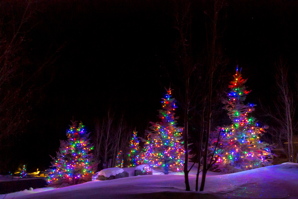 Forest Light in Devils Thumb, Colorado