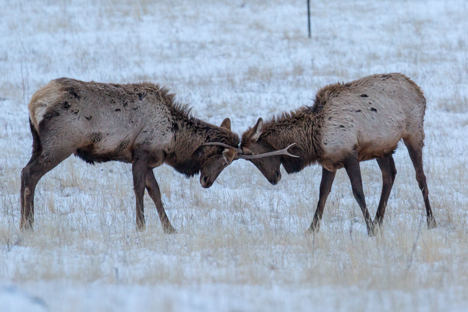 Combat in Devils Thumb, Colorado