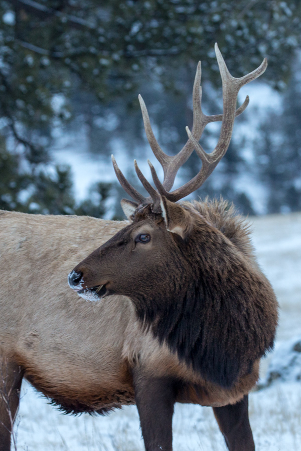 Elk Profile in Devils Thumb, Colorado