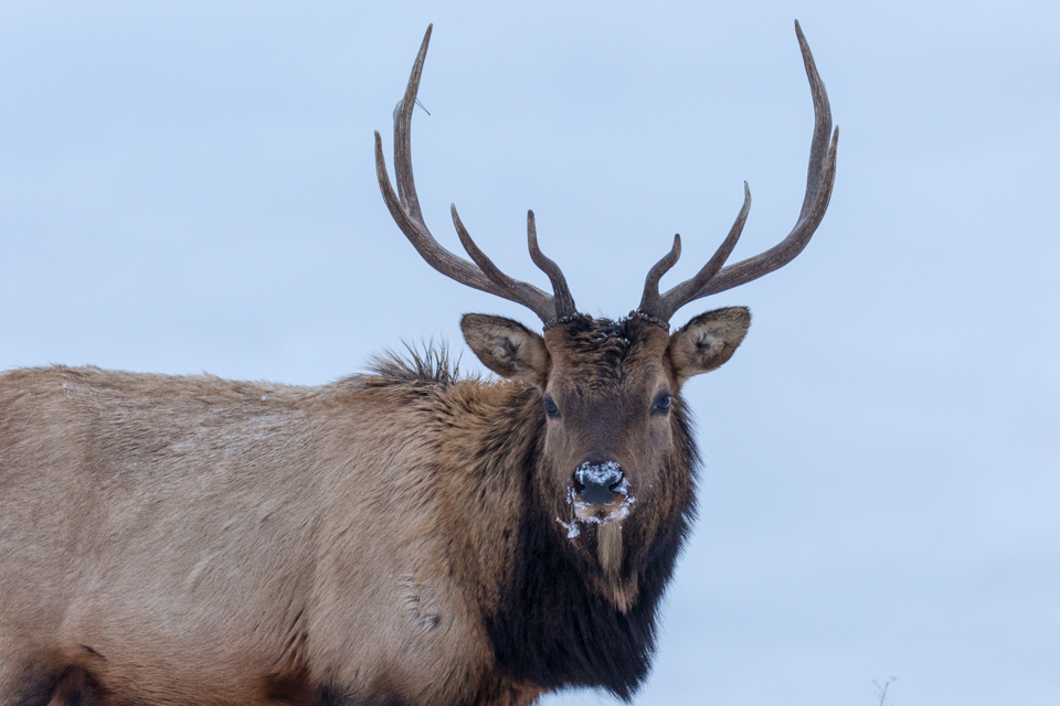 Are You Looking at Me? in Devils Thumb, Colorado