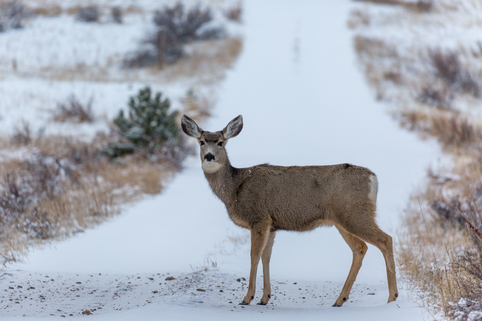 Caught on the Road in Estes Park, Colorado