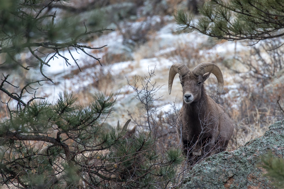 Bighorn Hide And Seek in Estes Park, Colorado