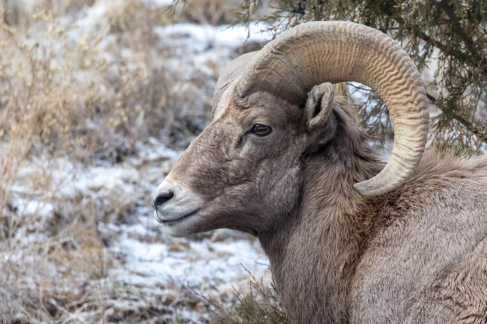 Bighorn in Estes Park, Colorado