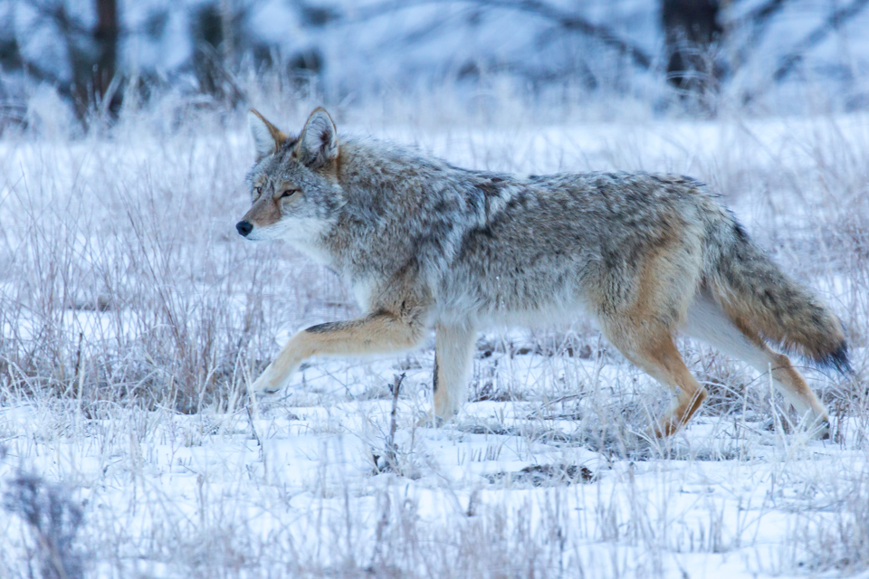 Coyote  in Estes Park, Colorado